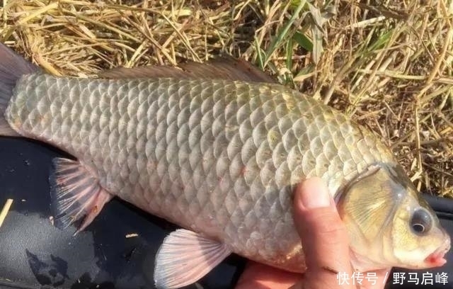 野钓最容易爆护的钓法,下钩几分钟就上鱼,没五年野钓经验玩不动