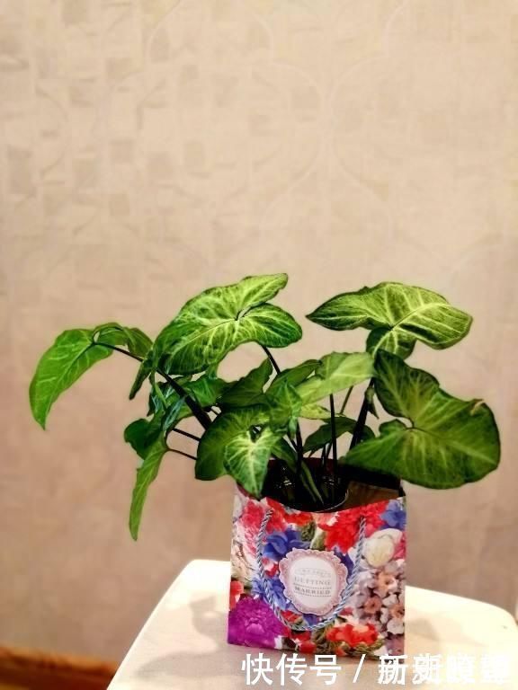 鸭掌木|文竹掐个枝,找个瓶子插水里,三天就冒小笋芽