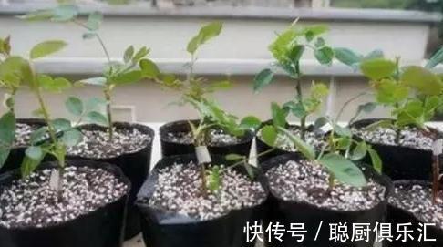 豆渣|养花肥不用买，教你自制氮磷钾肥，操作简单方便，效果好