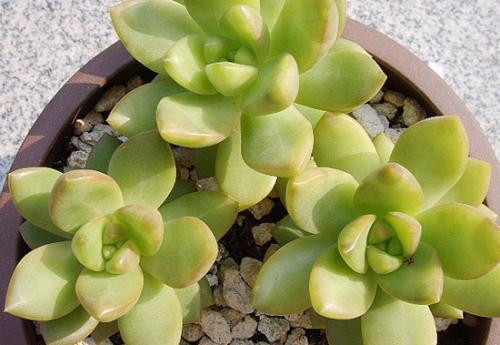 多肉植物|养多肉6年,总结出最好养的4个品种,随便养都能爆盆!