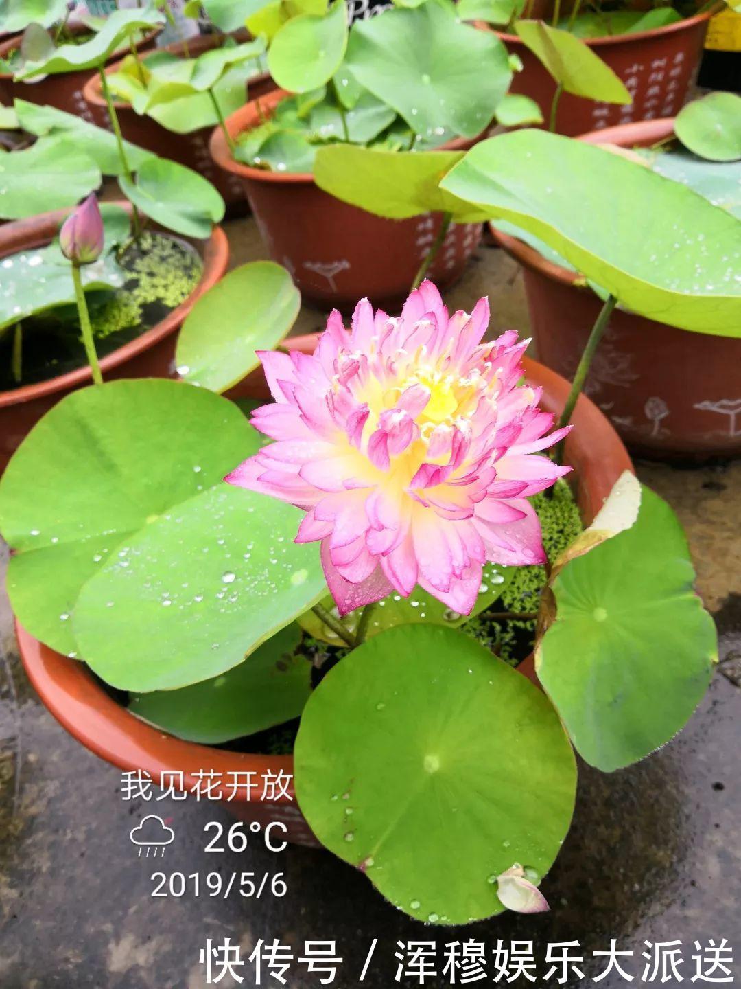 移栽|她在水缸里种荷花,开花比脸还大,满缸都是藕!