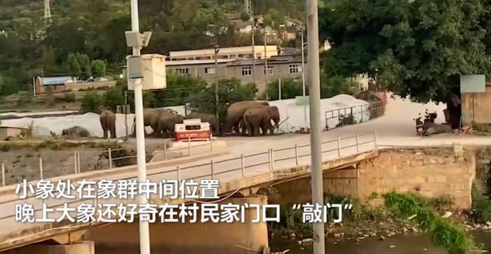 掉队|15头亚洲象进村，一小象误食酒糟“醉倒”掉队，现在情况如何？