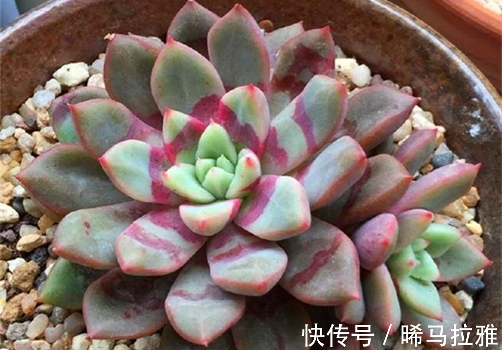 养多肉需要3个硬条件,如果达不到,其它条件再好肉肉也难出状态