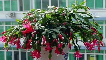 4种漂亮花，种在小盆里，浇水懒一些，越长越精神