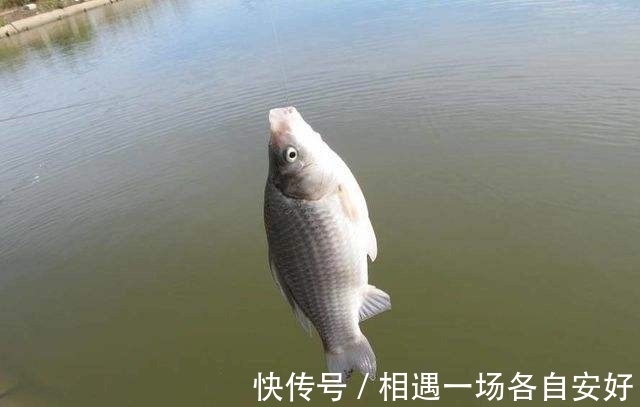 用袖钩钓鱼总跑鱼不了解袖钩的用途，鱼口再好也难入篓