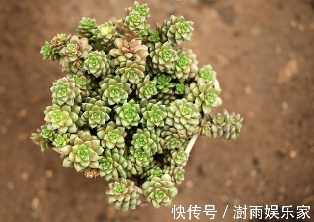多肉植物|夏天多肉的3个“臭德行”，教你几个绝招，轻松度夏