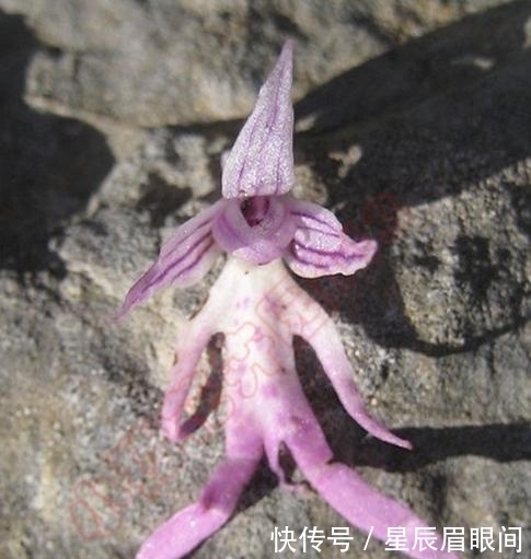 动物|花儿也疯狂,明明是花,就是不认输,非要长的和动物一模一样