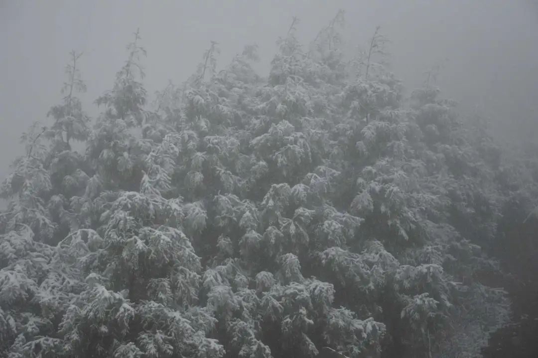 冰雪|绝美雪景！古蔺邀请你来体验“冰雪奇缘”