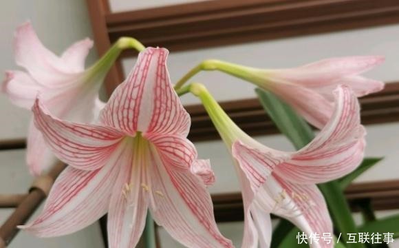 朱顶红还在长叶子给它做3步,让它睡一觉,“睡醒”直接开花!