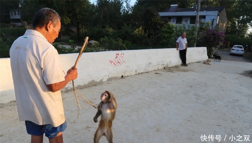 杂技|猴在我在“杂技之乡”的7旬训猴老汉与猴同吃住终生未娶
