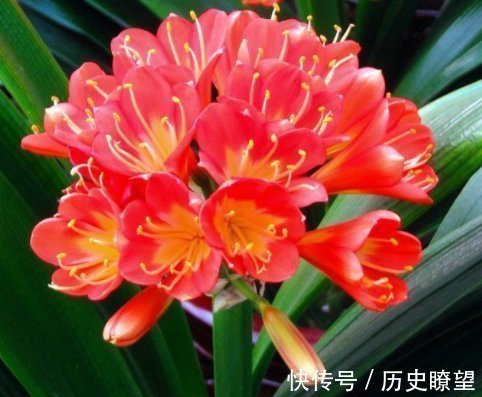 爆盆|养君子兰的小妙招,年年开花爆盆,叶子整齐不倾斜,全年开花不断