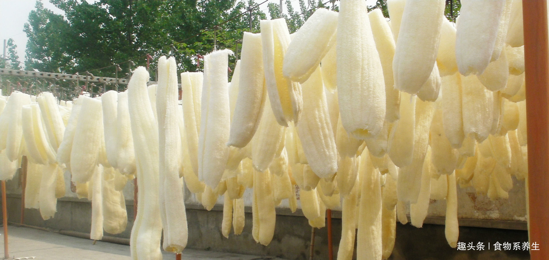 洗碗布|农村人拿它当洗碗布,城里人当废物丢掉,其价值却堪比冬虫夏草!