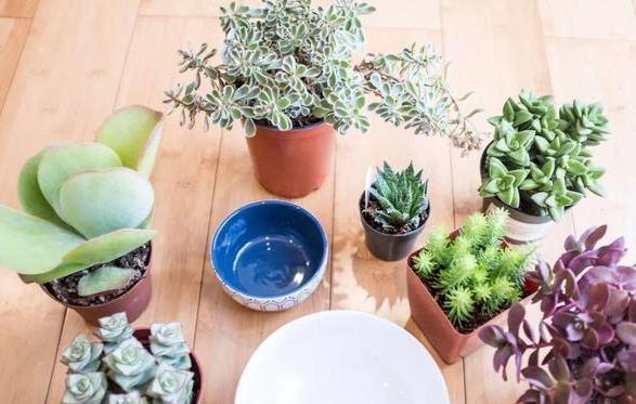 盆栽多肉该如何浇水牢记4个小窍门，花根少受负面影响