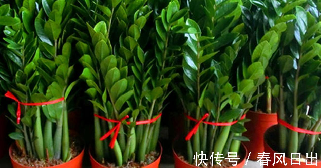 养花在乎寓意，在意颜值和打理难度，就盆栽这5种，全符合条件