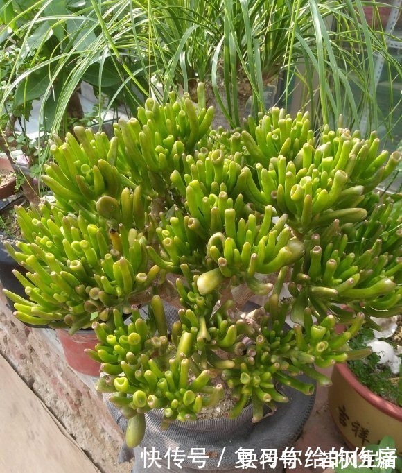 能“吸财”的多肉,养盆吸财树,肥水不要少,半年养到手臂粗