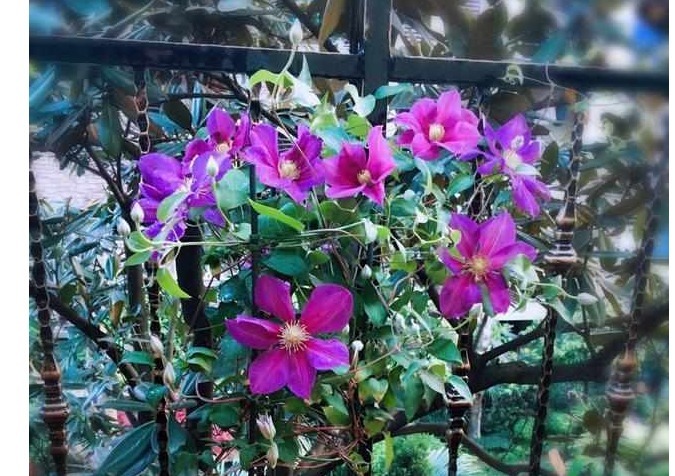 我在自家庭院种以下花,邻居闻到花香,纷纷赶过来观赏