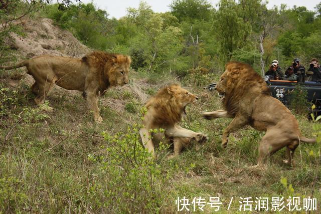 |动物搞笑照片的背后,是狮子的生存逻辑,和雄狮对流言蜚语的辩白