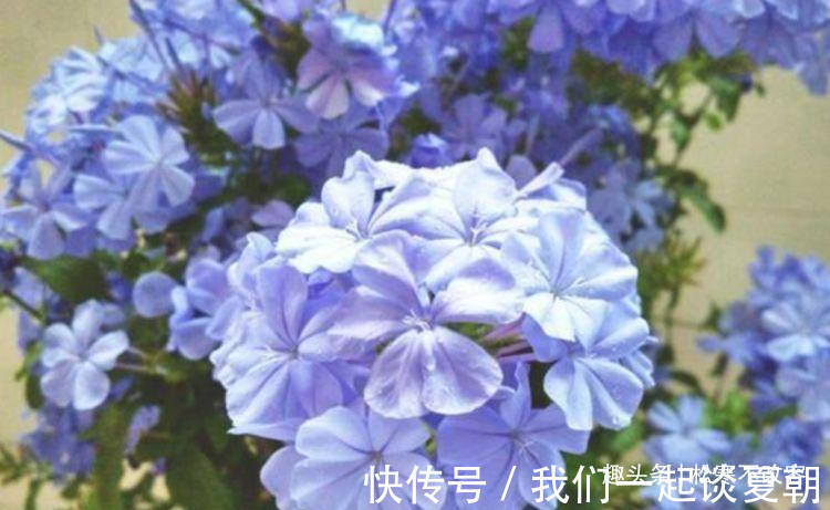 家中必养4种花,漂亮又耐养,随手一养就“爆盆”!