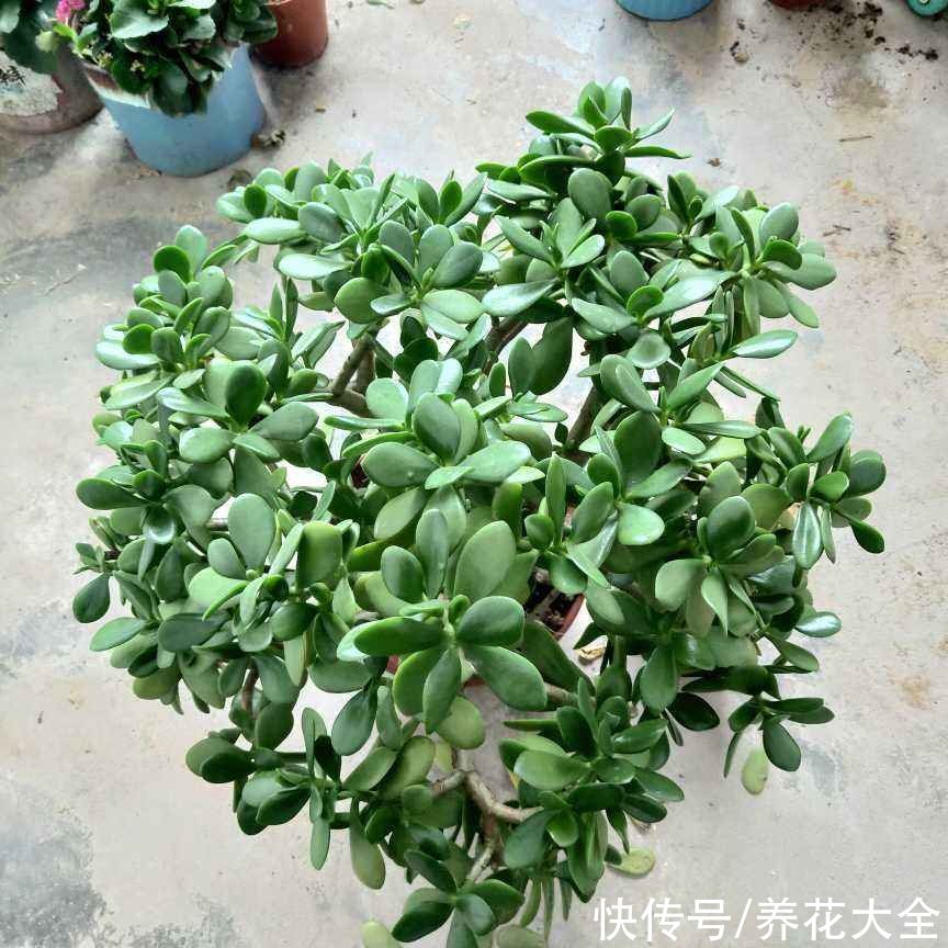 玉树开花真是“好兆头”，吉祥如意还镇宅，记住养护要点最重要