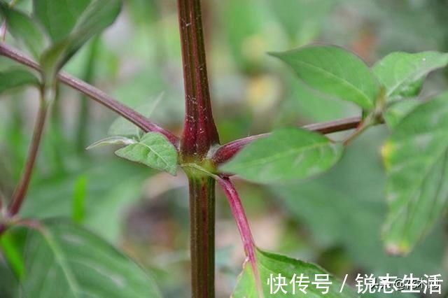 入药|一种野草，农村人把它当滋补野菜，不要叶子只要根，这是珍贵药材