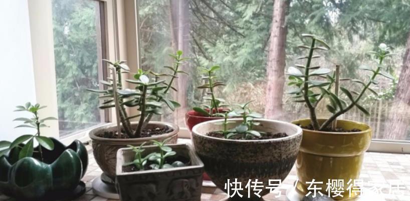 花友们|柳树全身是宝，取些枝条自制生根水，养花人轻松省下买肥钱
