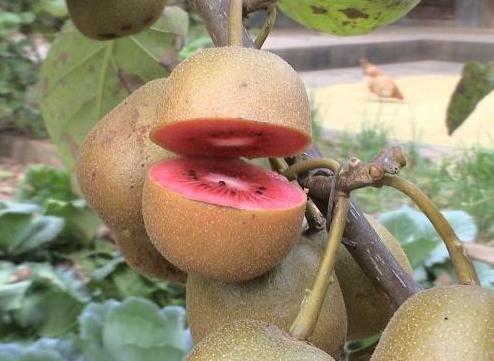 冬病夏治|被称天然的“黄体酮”,经常吃点,预防不孕不育乳腺癌,女人必备