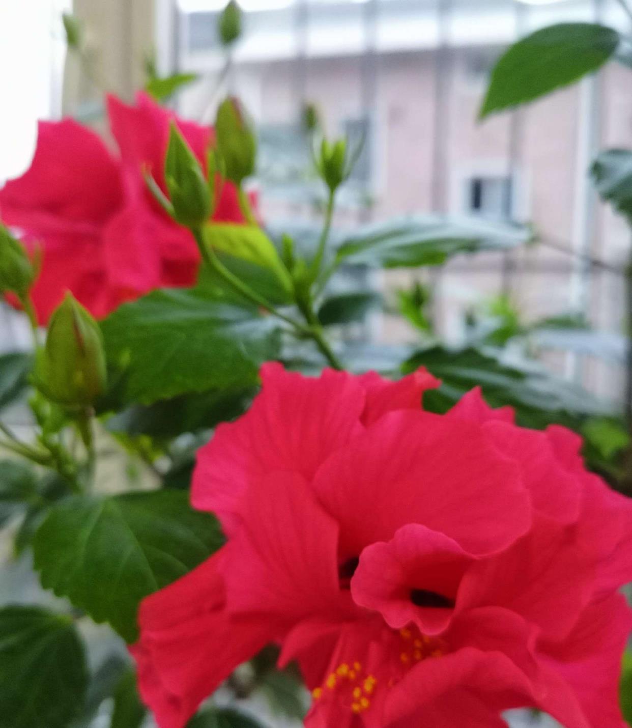缺水|夏季阳台养一盆它,花朵大颜色正,花量多花期长,很美啊