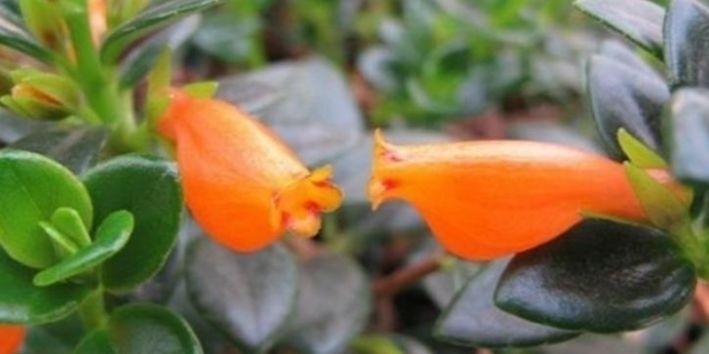 这几款植物养在家里,一年四季开花不断,花大色艳很漂亮