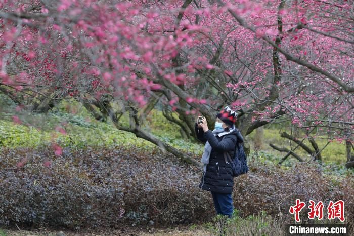 市民|贵阳双龙生态公园梅花绽放吸引市民