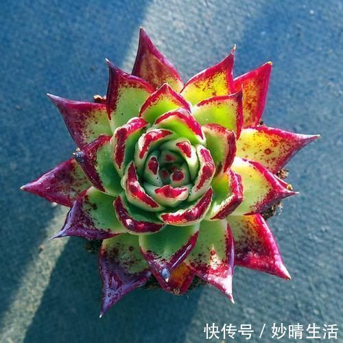 白豪|多肉趣味多!6种名字充满趣味性的多肉,你养过吗?