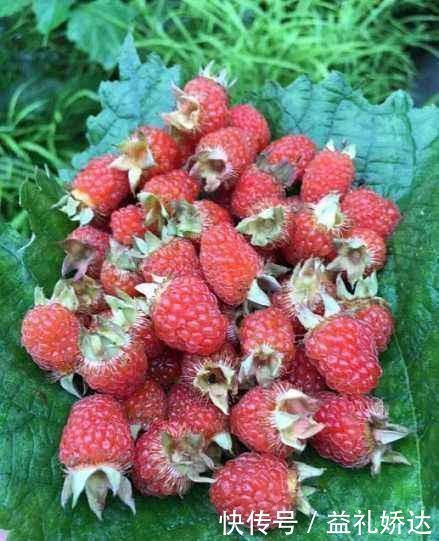 缺口|种一次收30年,维C含量很高,市场缺口很大,农民:种了谁买