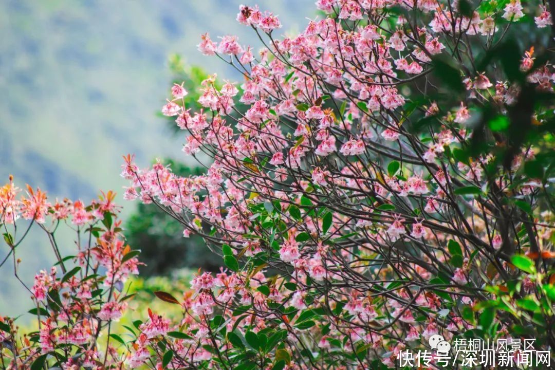 教堂|错过等一年！梧桐山最美花海盛开，漫山遍野一片粉