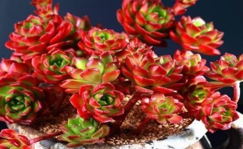 多肉|多肉蒂亚植物造型不美?是因为平时这“1点”忽略了!