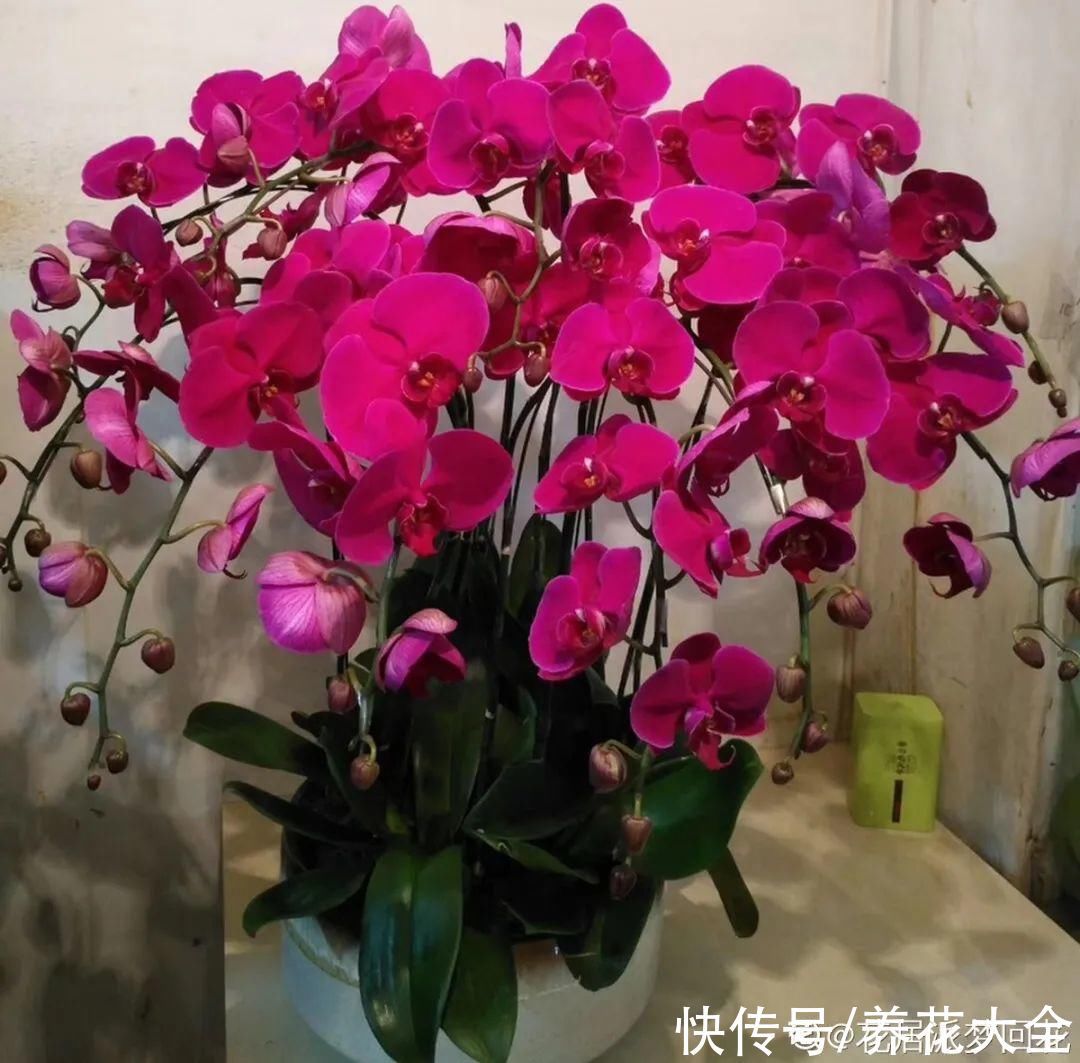 红火好养的“喜庆花”，现在买不吃亏，下个月价格翻两倍