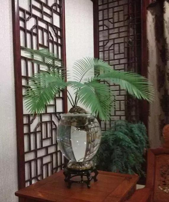 豆瓣绿|4种花别再种土里了，丢水里更好养，还更漂亮！