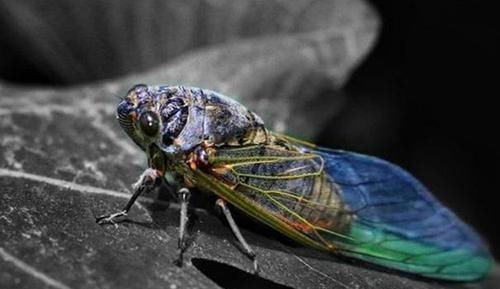 越来越|什么是知了猴?常吃有哪些危害?不怕和你说实话,看完再吃也不晚