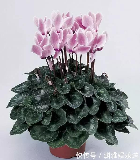 黄叶|5类花儿不可多浇水!黄叶烂根的原因就是它!养花不可不知!