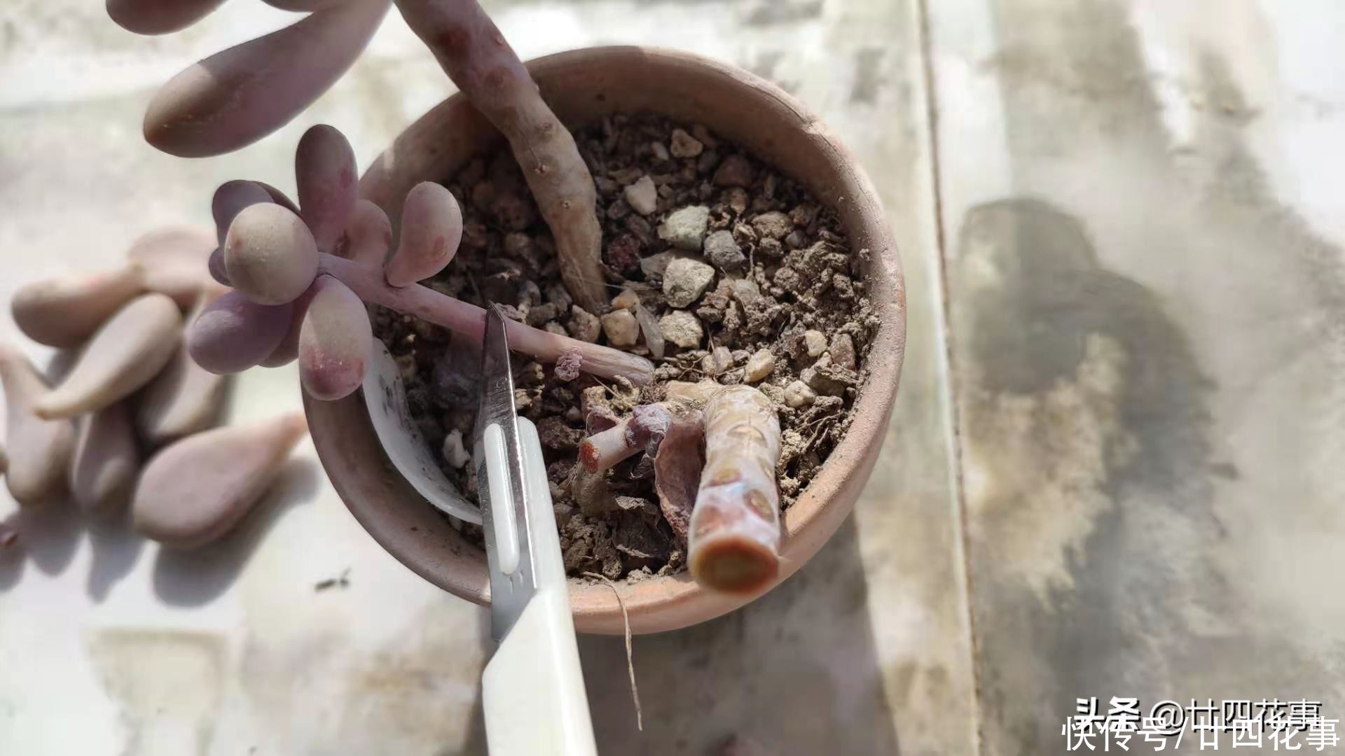 立春过后,趁天暖检查一下多肉,有问题抓紧抢救,没问题也翻翻盆