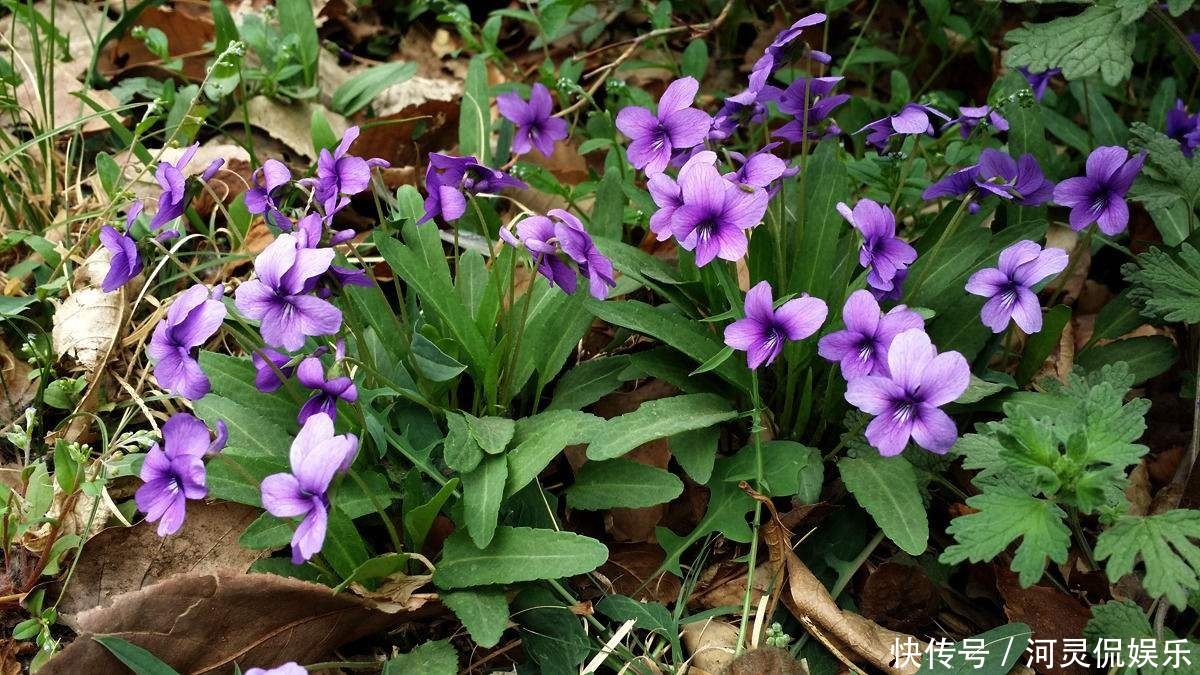 春花季|这花是神话里的美女变的，却在荒地里到处长，挖回家有大作用！