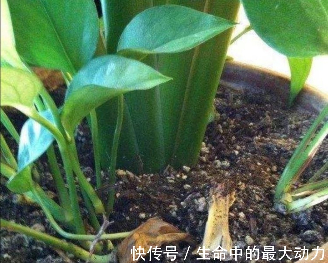 家中养花,盆里撒上3种小东西,不生小虫子