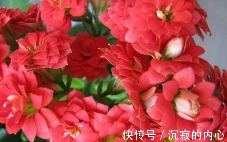 4种花养家里,福旺运旺财更旺,家里财运亨通,旺运一整年