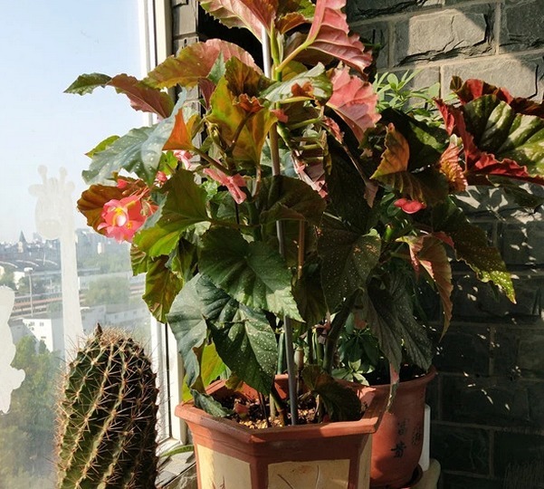 扦插就能活的花夲，四季有花开观赏性强，一年300天都开花