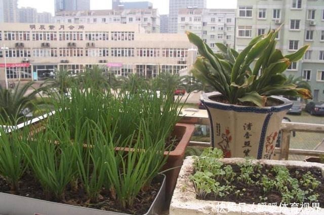 阳台还在晒衣服，拿来种菜可以吃上一整年，可香了！