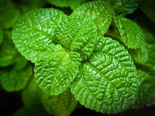 开胃|家种野菜，如有一宝，此野草，养肝护肝，开胃消食，你家种有吗