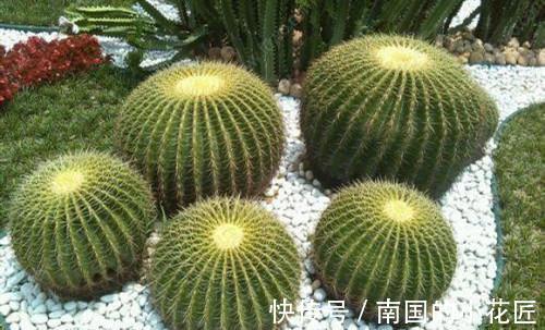 仙人球怎么只长小球不长花苞,要怎么养才会开花了