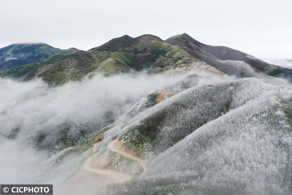 陈泉霖|冬景如画