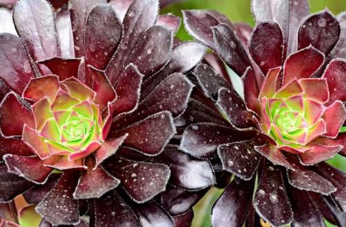 多肉黑法师能在卧室养吗？当然不行，它甚至都不适合放在室内养护