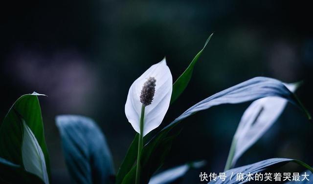 适合冬天养的8种耐阴花,没有直射光,也能有花赏!