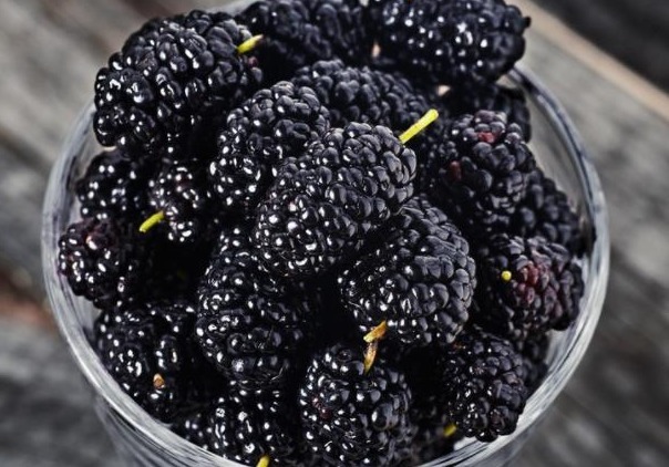 桑葚|桑葚不仅能充饥,还有五种罕见的功效,中医推荐有六种保健作用