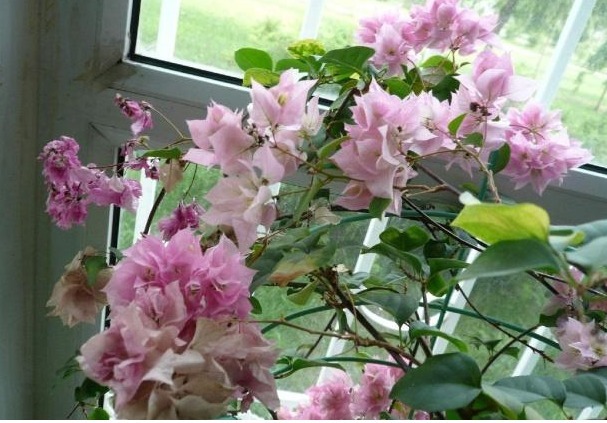 白糖|养花不用“买药”,厨房“2玩意”兑水浇,生根快“2倍”,长势猛